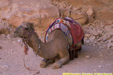 camel