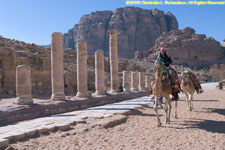 Arabian camels on the cardo