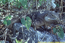 iguana