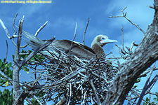 brown morph booby