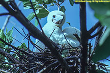 white morph booby