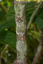 leaf-tailed gecko