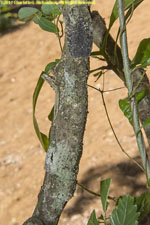 leaf-tailed gecko