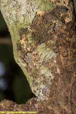 leaf-tailed gecko closeup