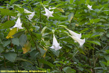 datura