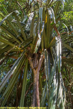 pandanus