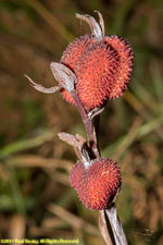 fruits