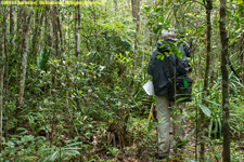 hiking in rainforest