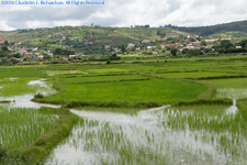 rice paddies