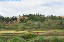 rice paddies