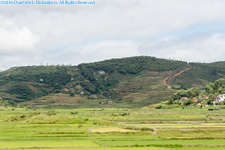 rice paddies