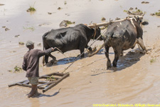 oxen plowing rice paddy