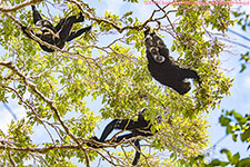 black sifakas