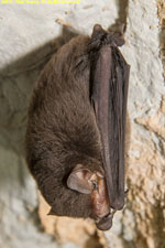 bat