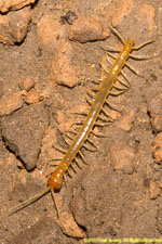 centipede