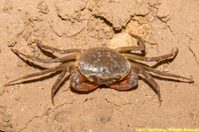 crab