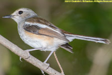 female bird