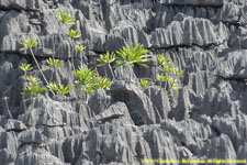 tsingy closeup