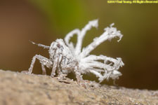 flower insect