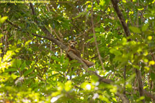 crowned lemur