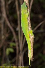 green gecko