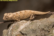 dwarf chameleon