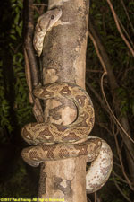 tree boa