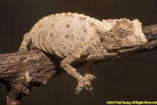 dwarf chameleon