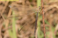 damsel fly