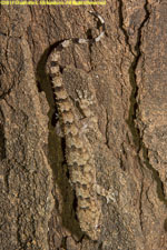 gecko