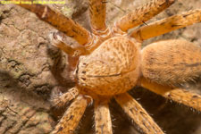 spider closeup