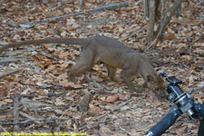 fossa