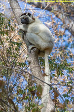 sifaka