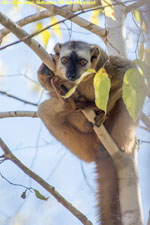 red-fronted lemur