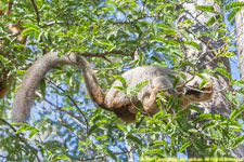 red-fronted lemur