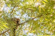 red-fornted lemur