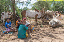 ox seller