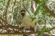 sifaka