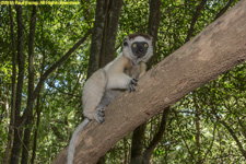 sifaka