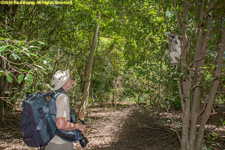 Charlotte and sifaka