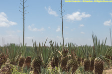 sisal flowering stalks