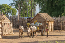 ox cart