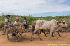 ox cart