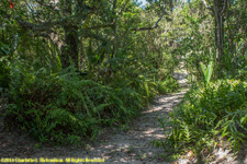 forest path