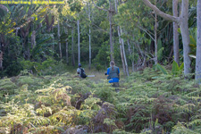 walking through ferns