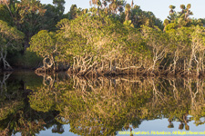 mangroves