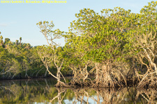 mangroves