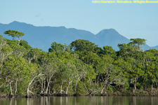 mangroves