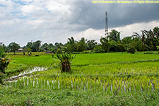 rice paddy