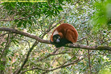 red ruffed lemur